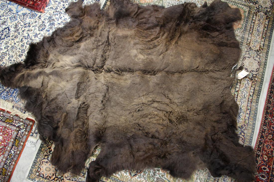 Buffalo Skin Rug: 6'-3" across back legs 8' tip to tail. Property from the Estate of Rosalie Coe Weir (ROCO8348)(scl) NOTE: based on an email tip, we now believe this to be buffalo, sorry.