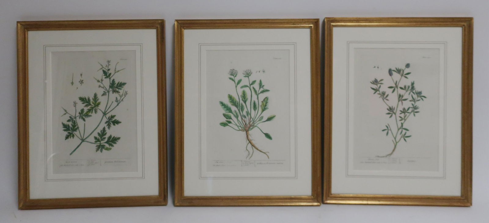 3 Botanical Handcolored Engraving Prints (1 of 2)