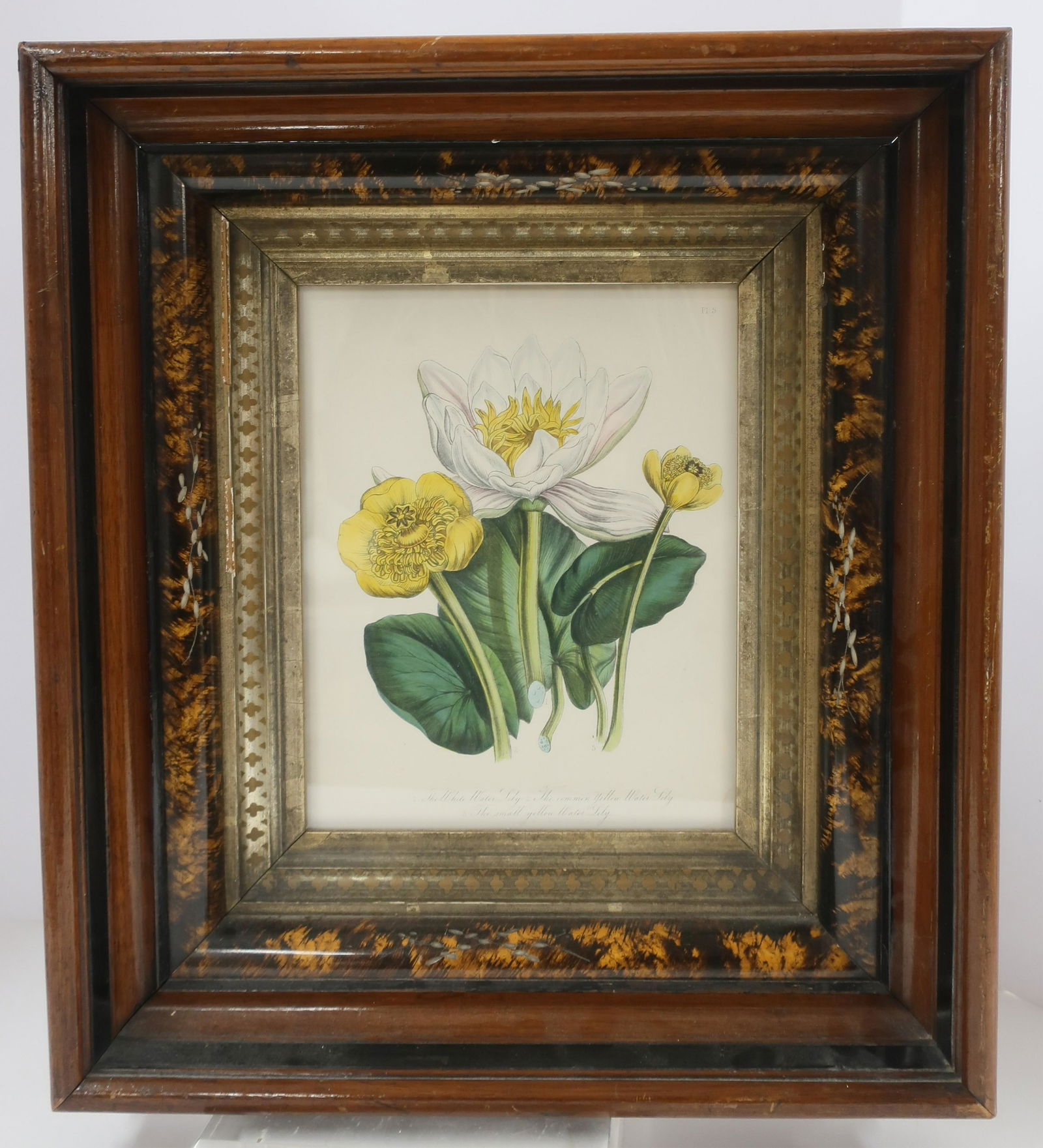 Mrs. Loudon's Wild Flowers Hand Colored Lithograph (1 of 2)