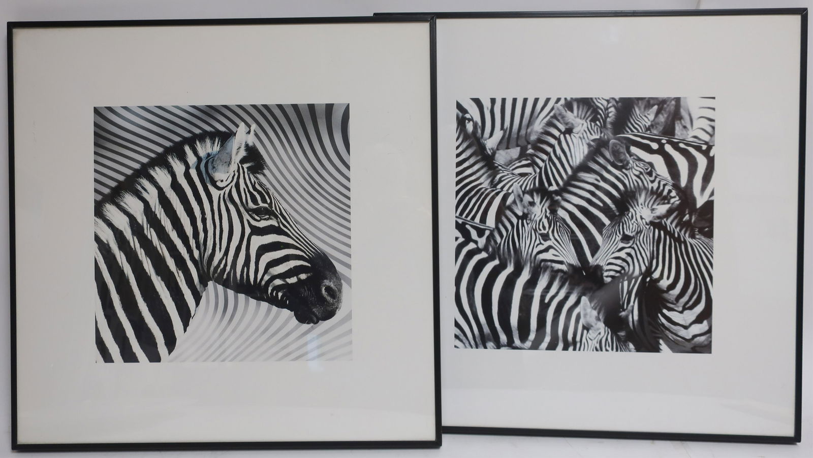 Two Zebra Photo Prints (1 of 1)