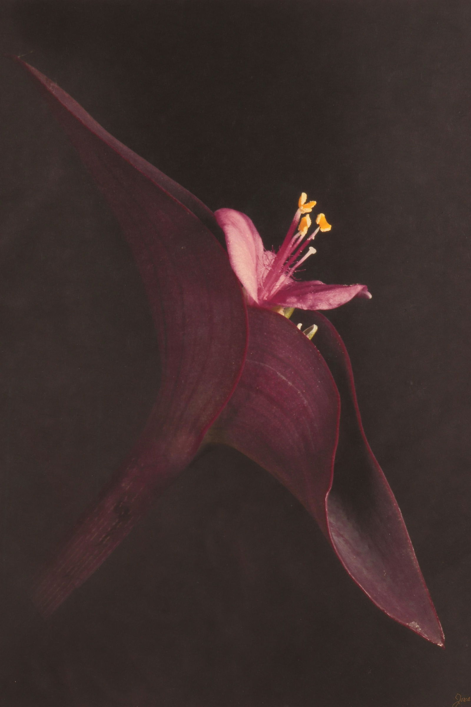 Jonathan Singer - Color Photo Print  A/P (1 of 5)