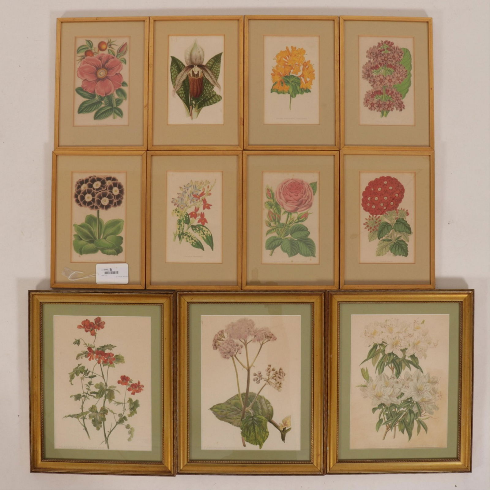 Set of 8 Botanical Studies (1 of 5)