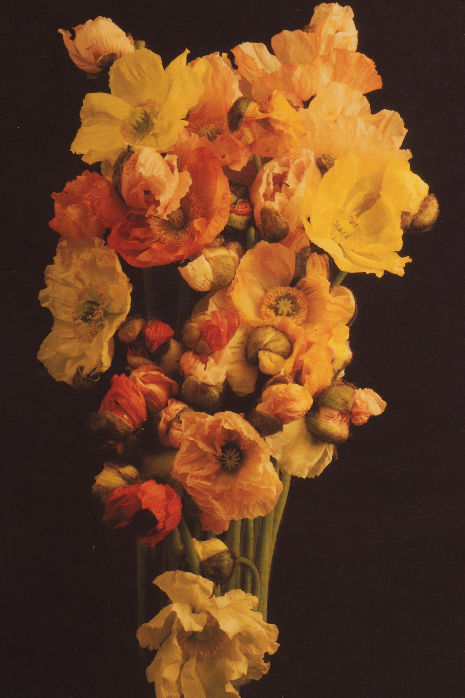Jonathan Singer - Color Photo Print A/P: Jonathan Singer (American, 1949-2019) Icelandic Poppies. Digital print on homemade type deckle edged paper. Artists proof. Initial signed and dated ('07) LR and A.P., LL. Paper floated on backing. Cle