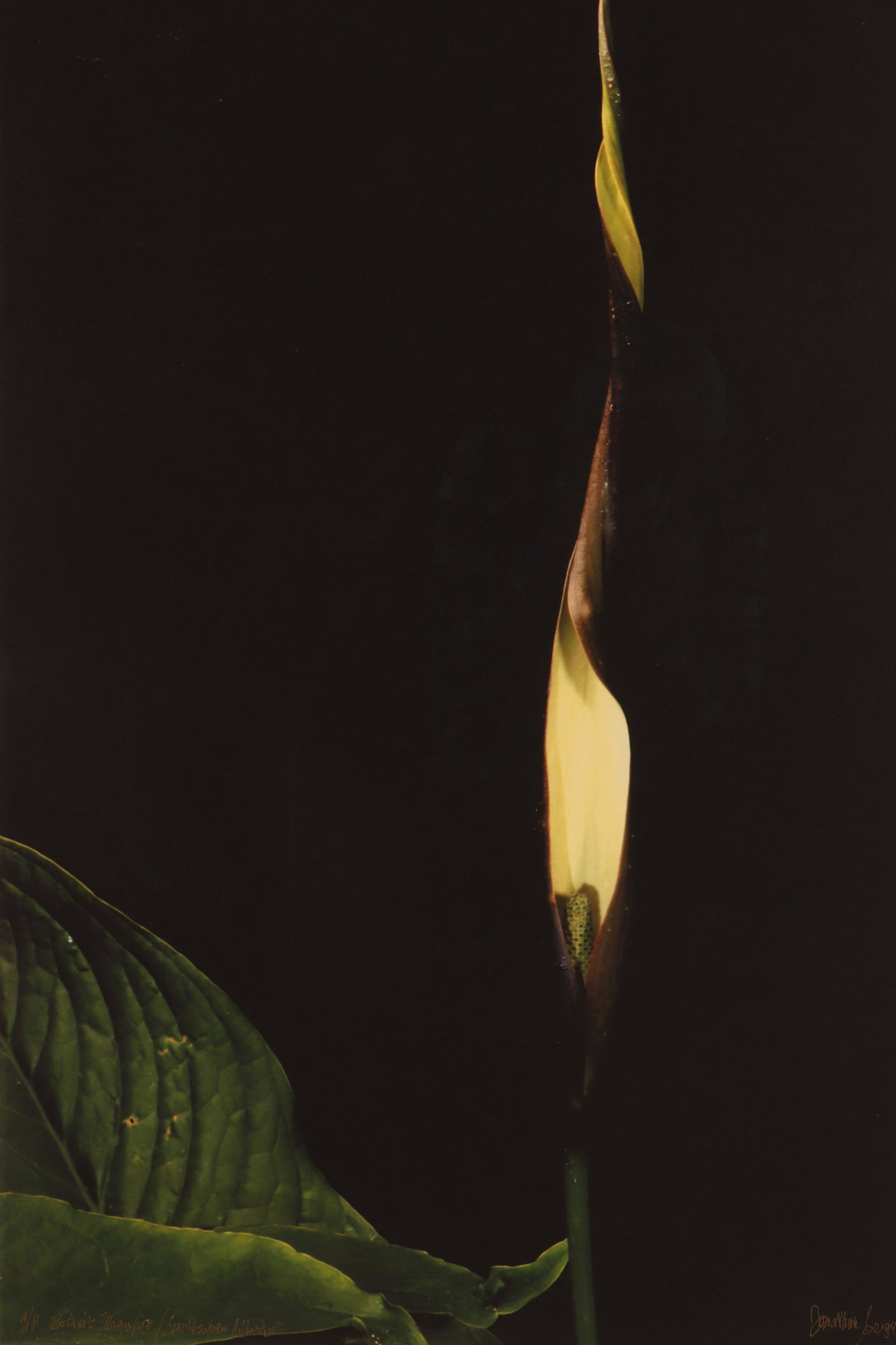 Jonathan Singer - Color Photo Print A/P: Jonathan Singer (American, 1949-2019). On paper. Signed "Botanica Magnifica/Smithsonian Collector A/P" LL, signed and dated ('07) LR, all in gold ink. Paper floated on raised foamcore. Clean, modern f