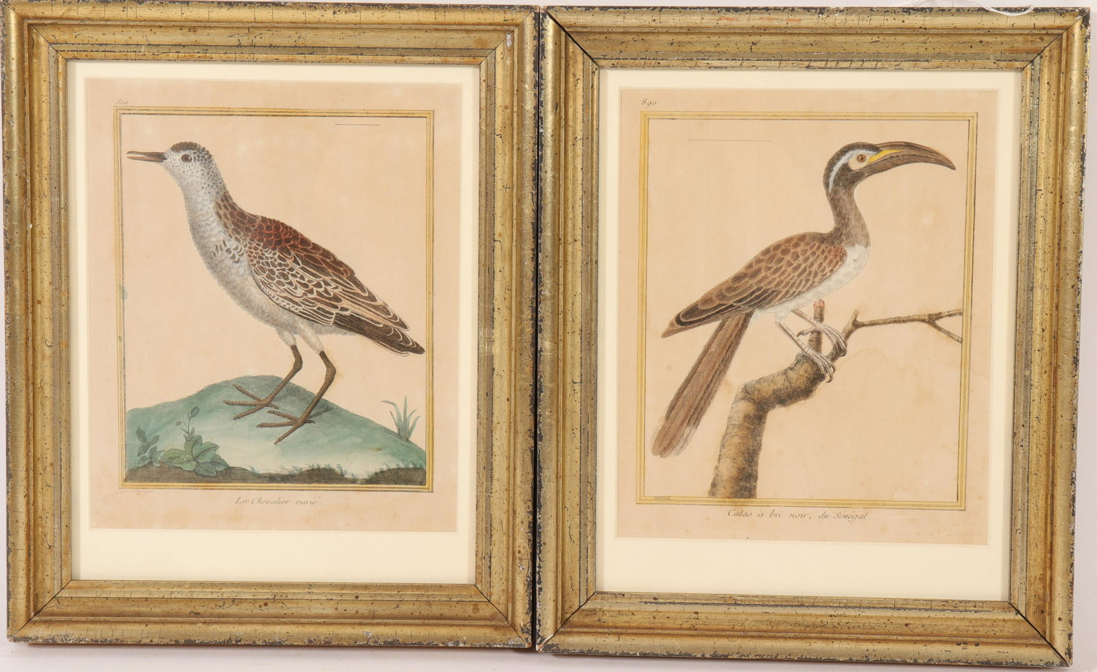 Pr Francois Martinet Birds, 18th C., col. Etching: Pair Francois Martinet Birds, 18th C., colored etchings, "Calao" & "Le Chevalier" Dimensions: Frames 14" x 11 1/2" Property from the Litchfield Estate of Tracy H. Griswold (TGLI8637/2)(WT)