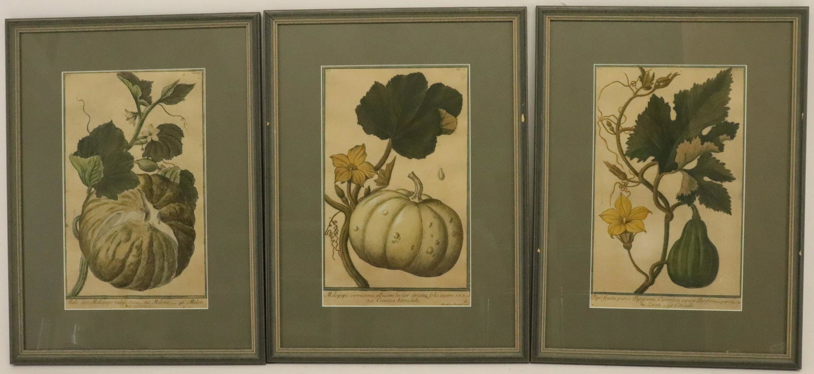 After Magdalena Bouchard, 3 Prints of Melons: After Magdalena Bouchard, 3 Color Prints of Melons Dimensions: 14" x 8 1/2", Frames 21" x 15 1/2" Property from the Estate of Sara E. Vagliano (DVIA9385/3)(WT)