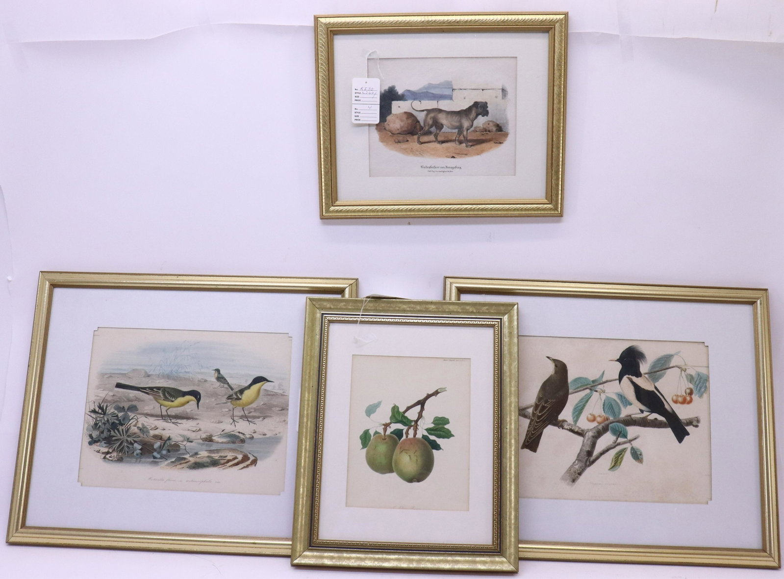 4 Colored Engravings; Bourdin 1842, Birds, Bulldog: 4 Colored Engravings of Birds, Pears and Bulldog, the birds published by Ernest Bourdin, 1842 (RIJO2760/4)(WT) Dimensions: Images birds 10 1/2" x 13", Frame 18" x 22", Bulldog 7 1/2" H x 9 1/4" W, fra