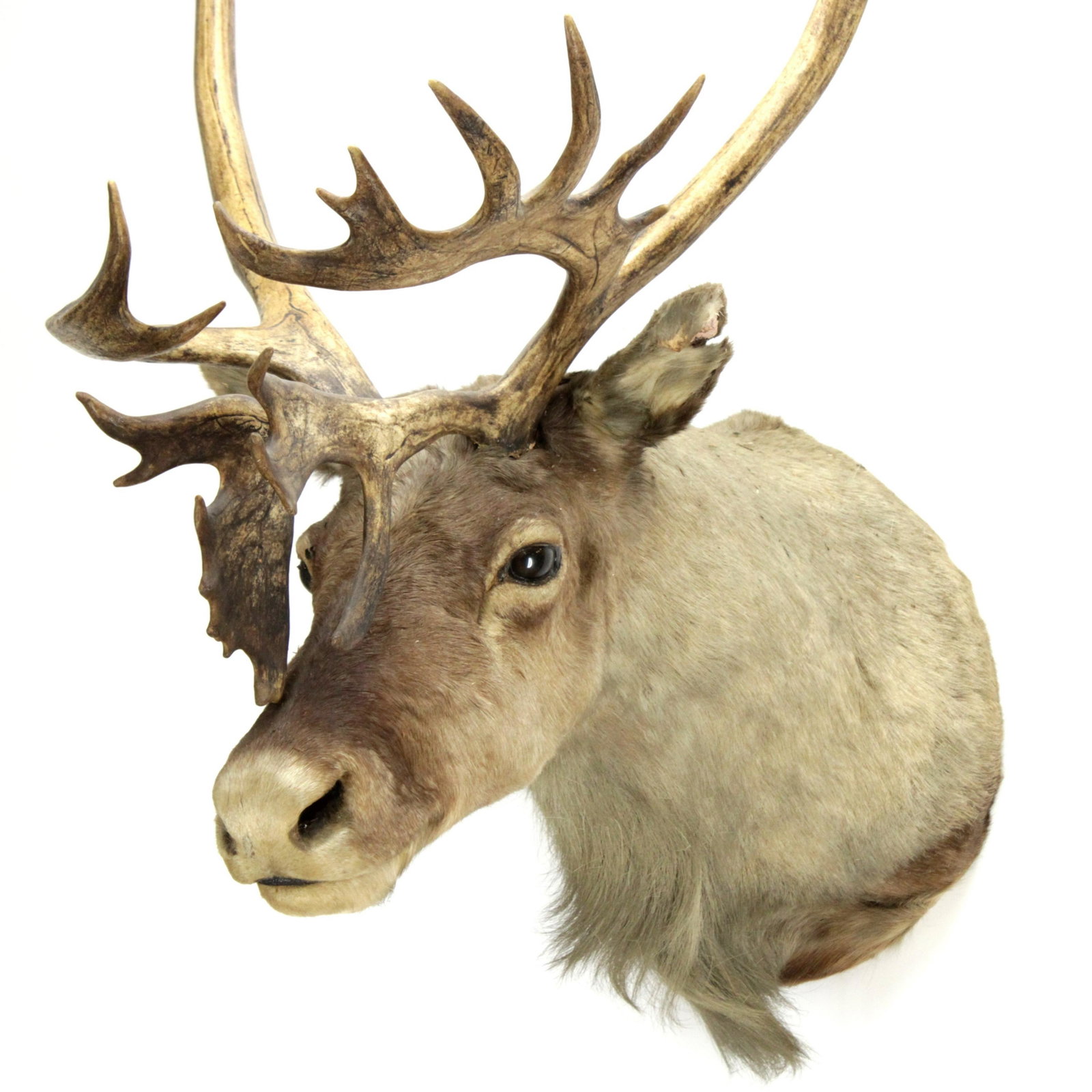 Caribou Mount: (RIJO879)(MS) Dimensions: 47" H x 27" W x 32" D Property From the Estate of Richard I Johnson (1925-2020), Chestnut Hill, Massachusetts. Mr. Johnson's extensive collection of Renaissance and Baroque t