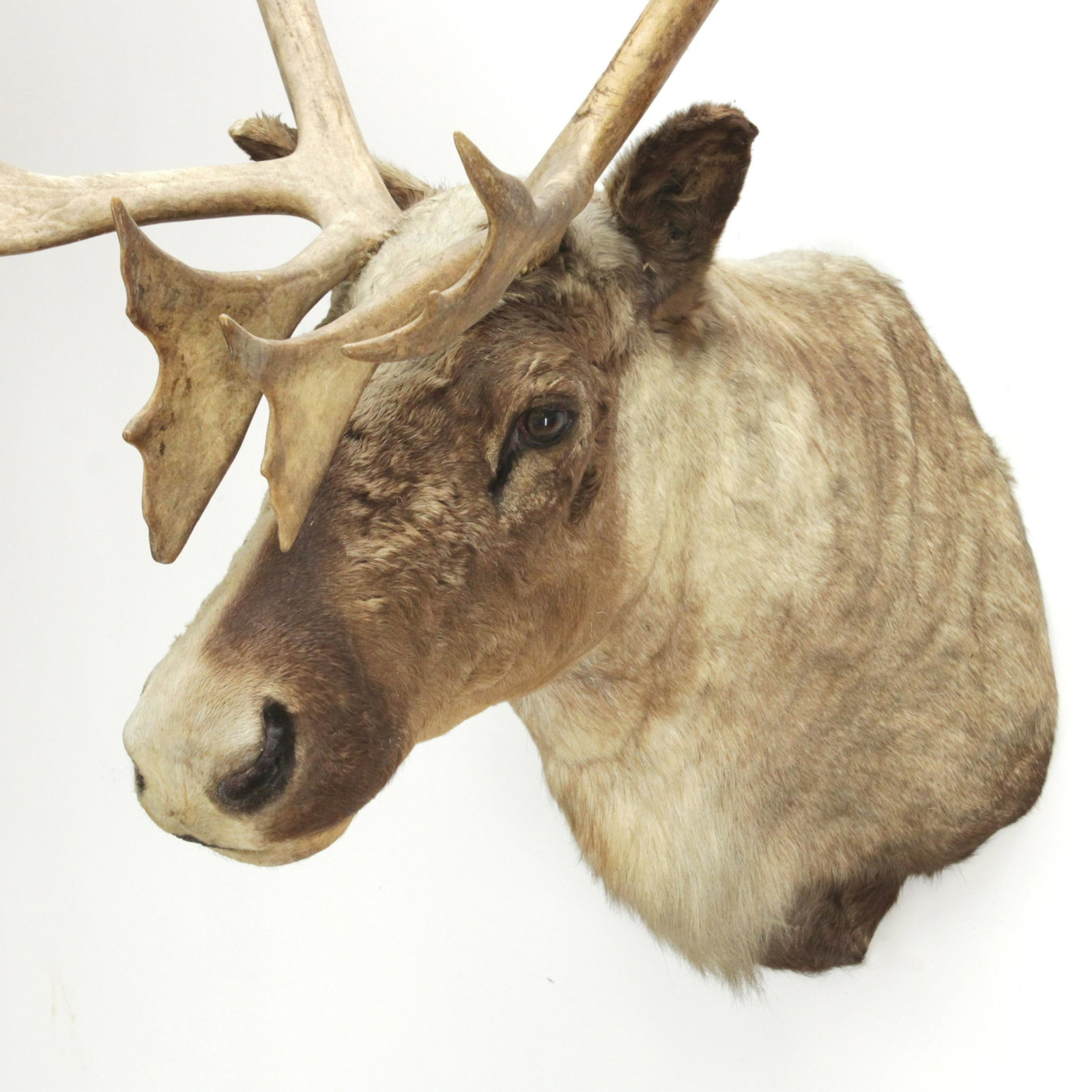 Caribou Mount: (RIJO880)(MS) Dimensions: 48" H x 28" W x 29" D Property From the Estate of Richard I Johnson (1925-2020), Chestnut Hill, Massachusetts. Mr. Johnson's extensive collection of Renaissance and Baroque t