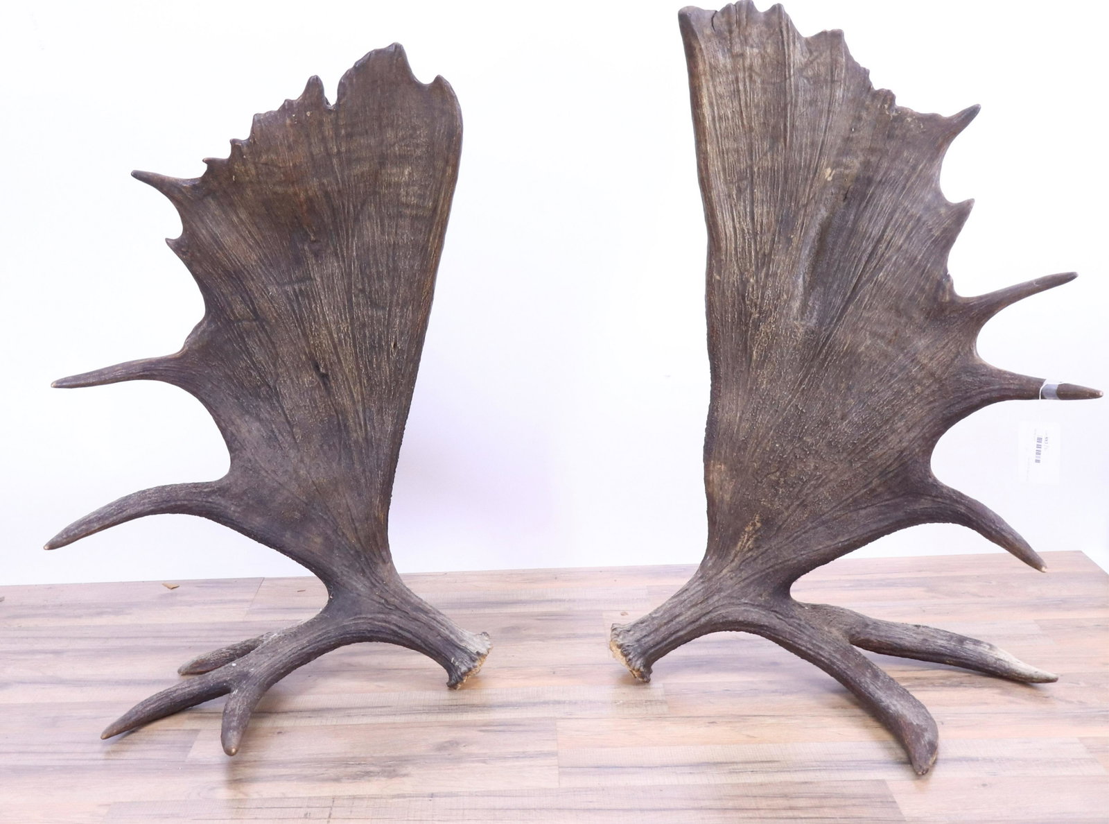 Pair of Moose Antlers: (RIJO883/2)(MS) Dimensions: Each horn 33 1/2" W Property From the Estate of Richard I Johnson (1925-2020), Chestnut Hill, Massachusetts. Mr. Johnson's extensive collection of Renaissance and Baroque t