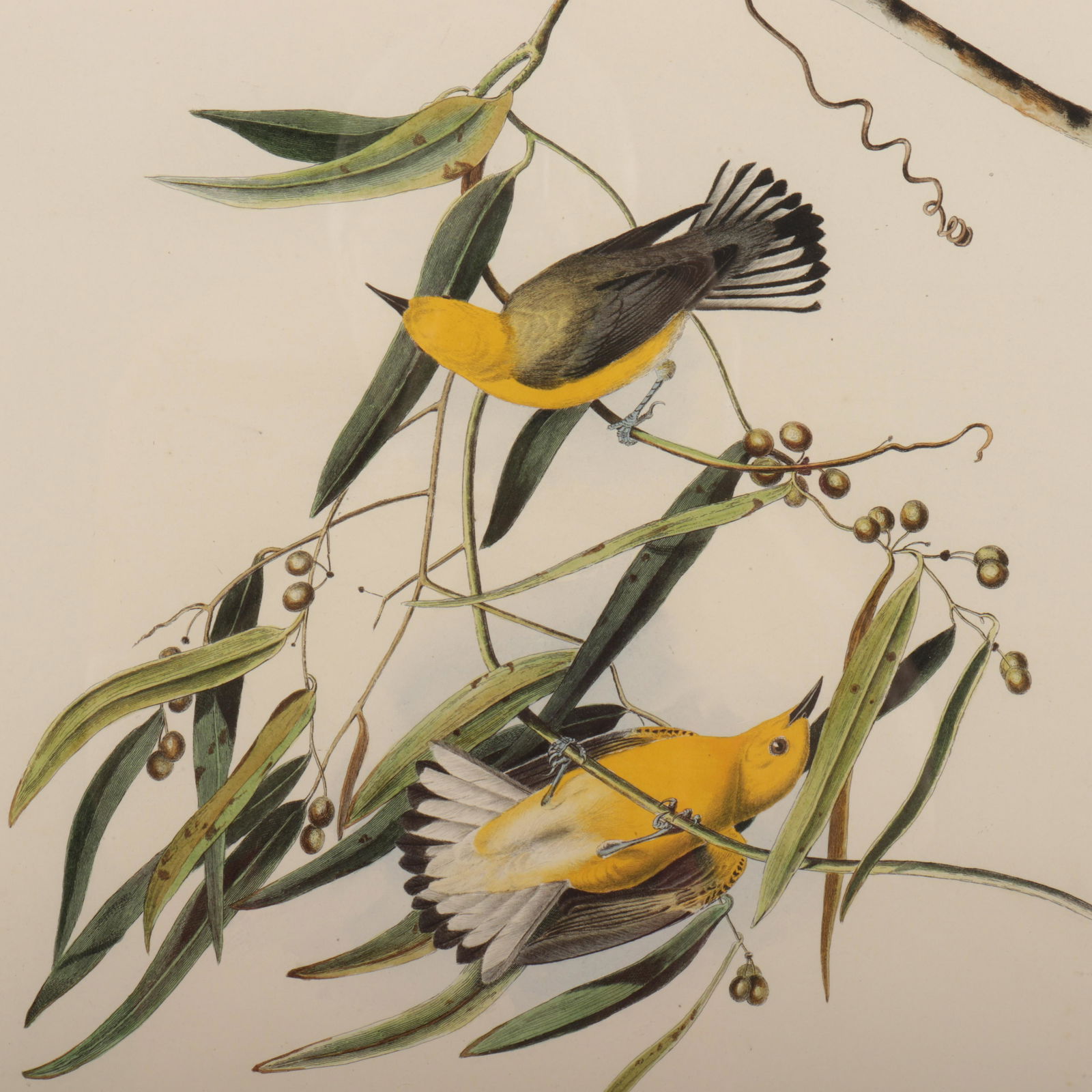 John J. Audubon, Prothonotary Warbler, engraving (1 of 6)