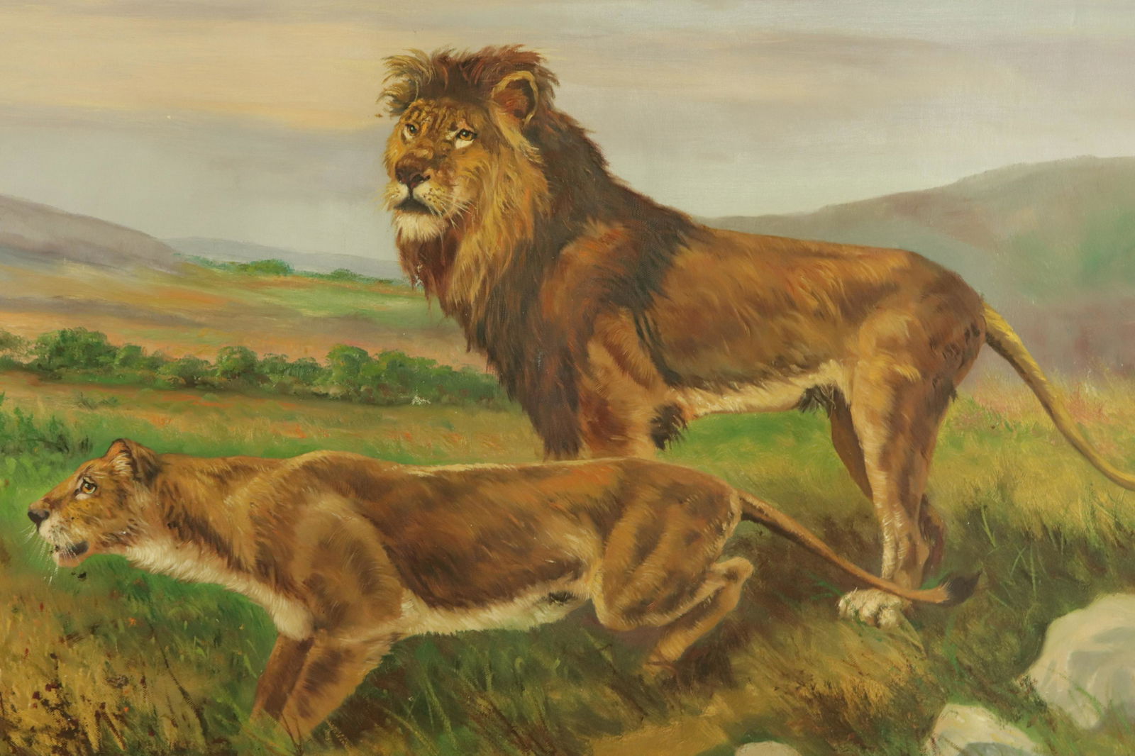 Willi Franken - Lion Pride (1 of 3)