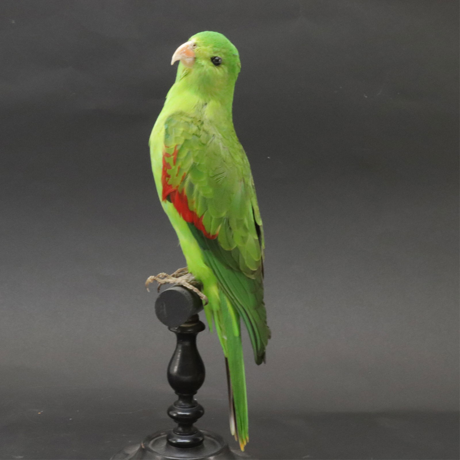 Red-Winged Parrot Taxidermy (1 of 6)