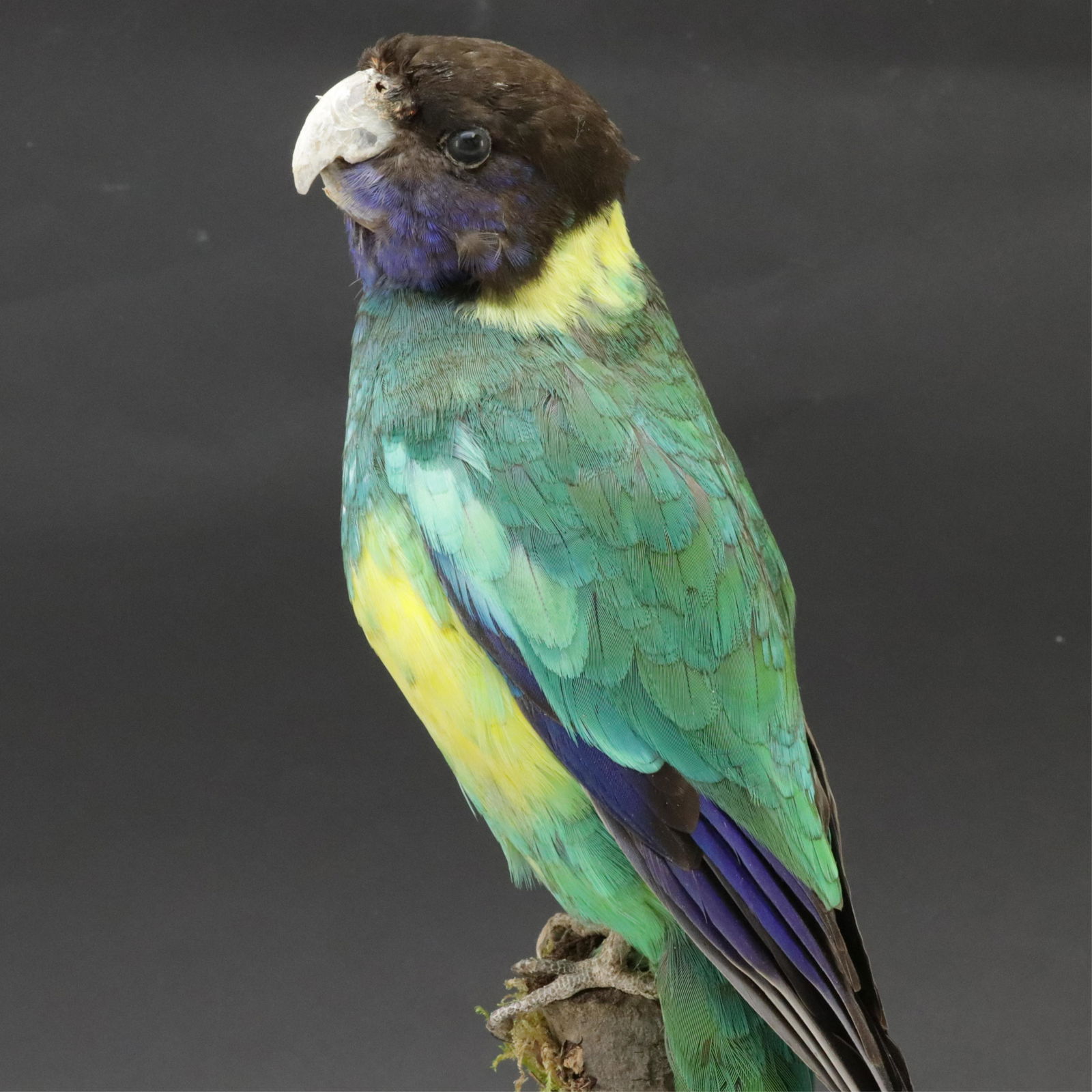 Australian Ringneck Parrot Taxidermy (1 of 7)