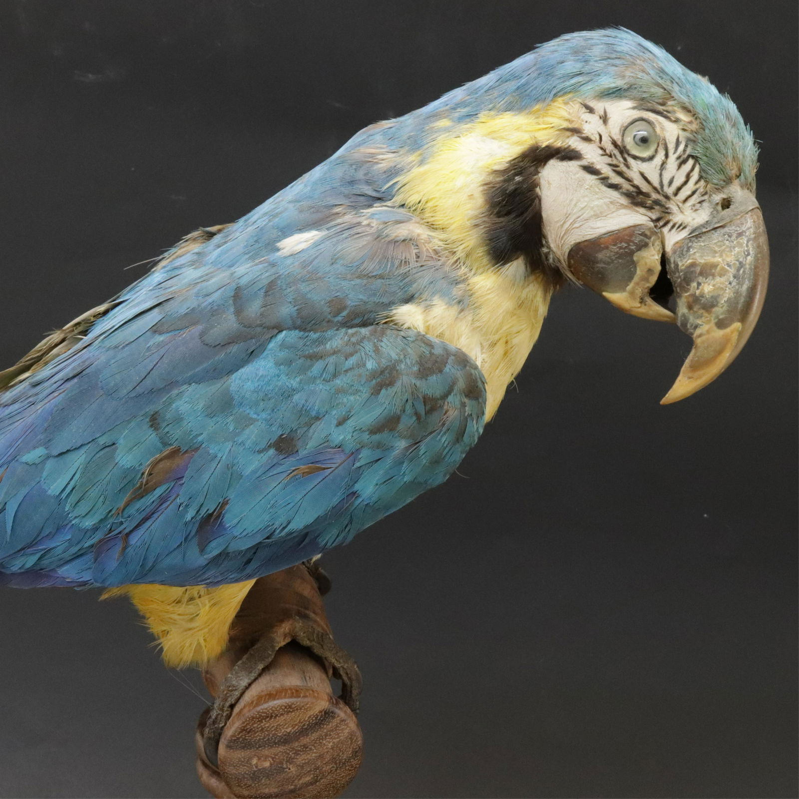Blue and Yellow Macaw Parrot Taxidermy (1 of 6)