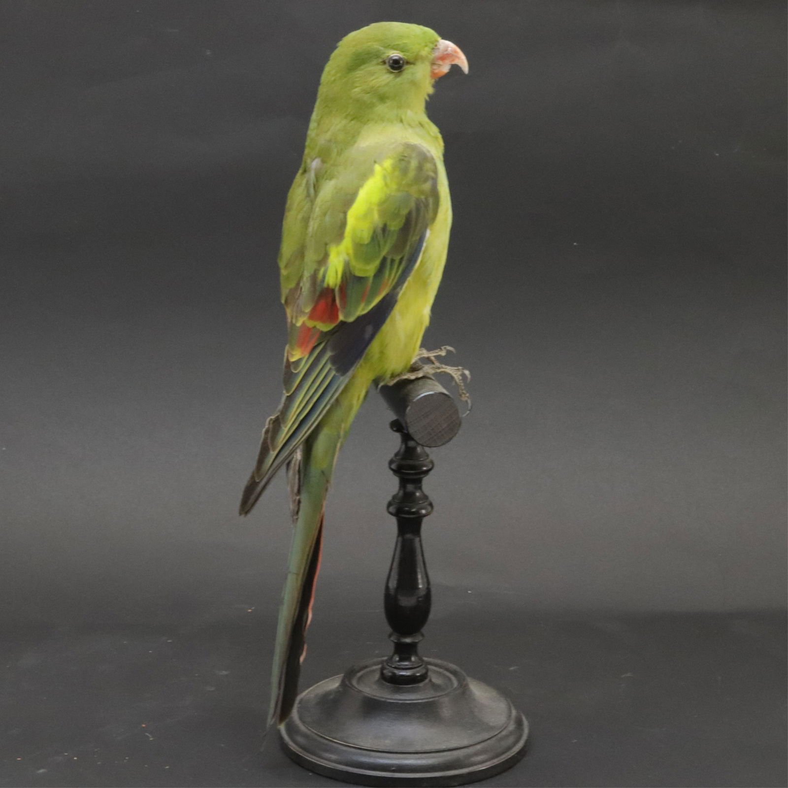 Small Greet Parrot Taxidermy (1 of 5)