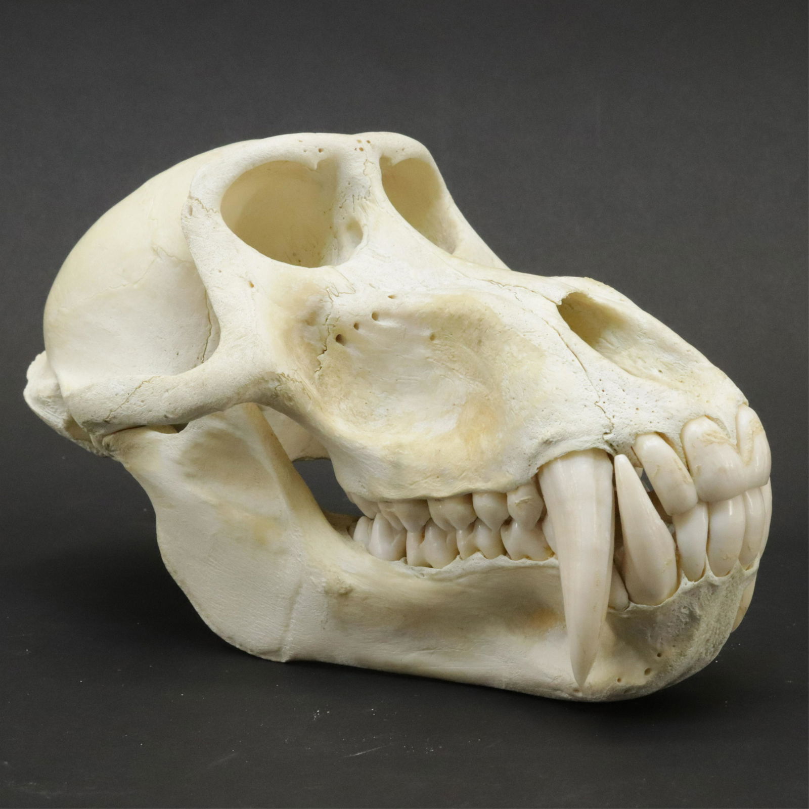 Male Baboon Skull (1 of 8)
