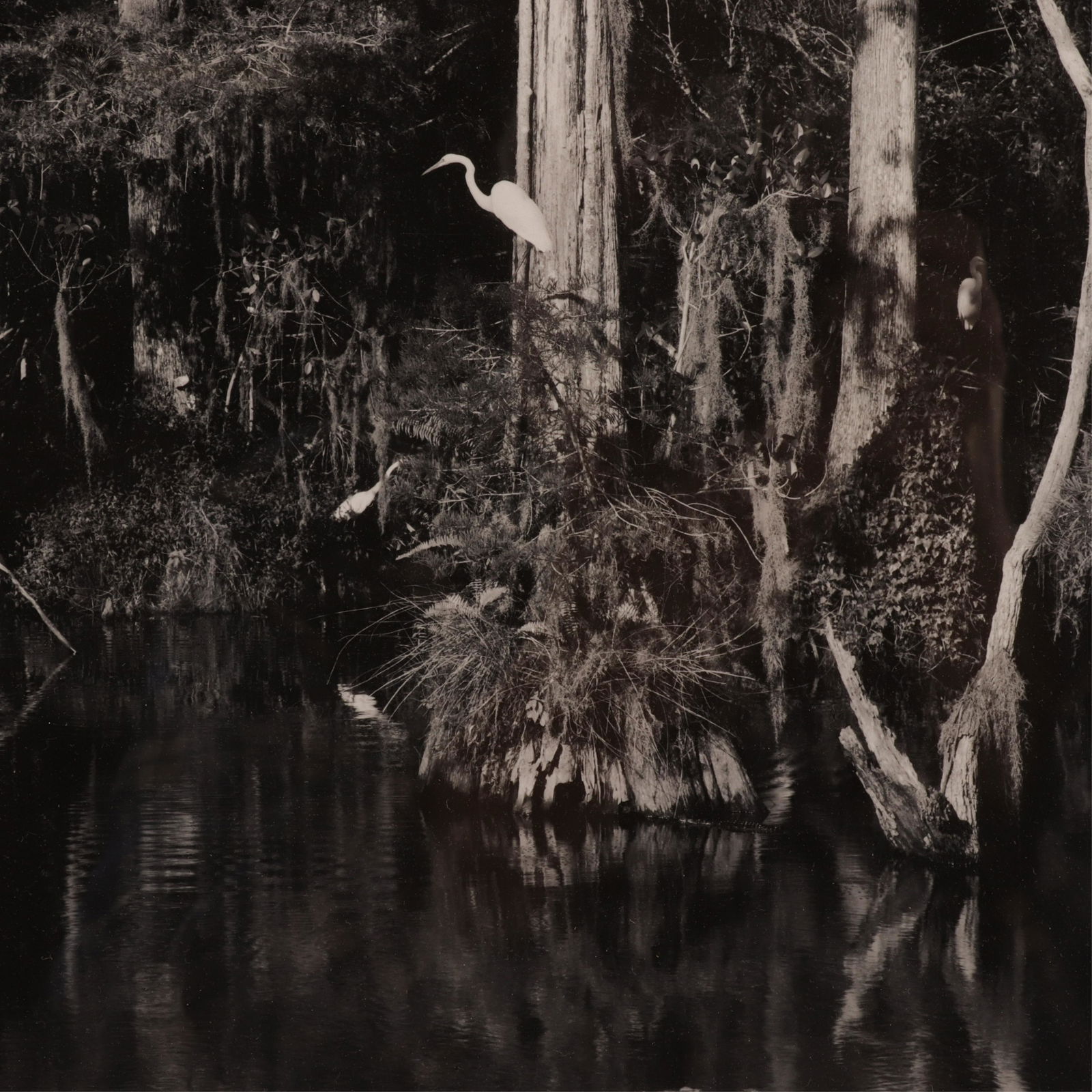 Clyde Butcher (b.1945, American) B & W Photograph (1 of 5)