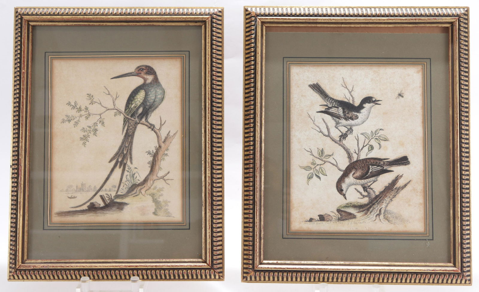 Pair Aviary Study Prints, after George Edwards (1 of 9)
