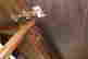 item-117742895=4