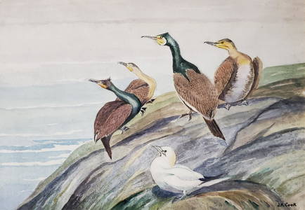 John A Cook, Watercolor of Seabirds