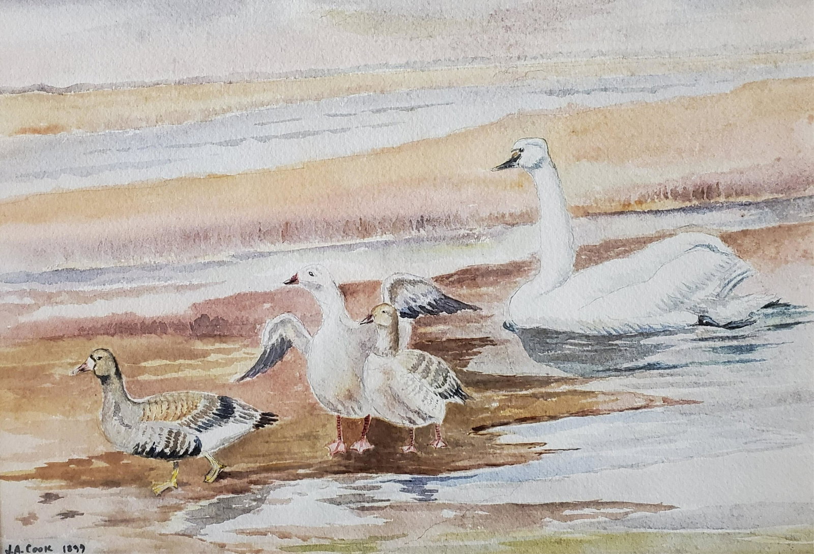 John A Cook, Watercolor of Birds: John A Cook 1870 - 1936, Watercolor of BirdsDimensions: 13 x 19 Framed: 26 x 32 Shipping is the buyer's responsibility! We recommend obtaining a quote from a third party shipper prior to bidding
