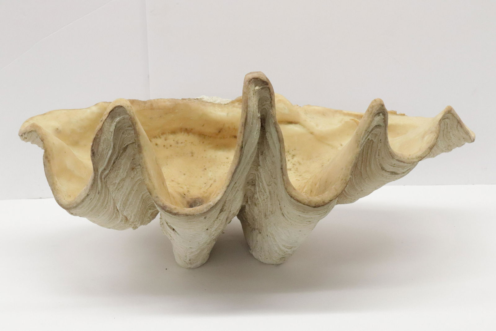 Large Cast Resin Clam Shell (1 of 3)