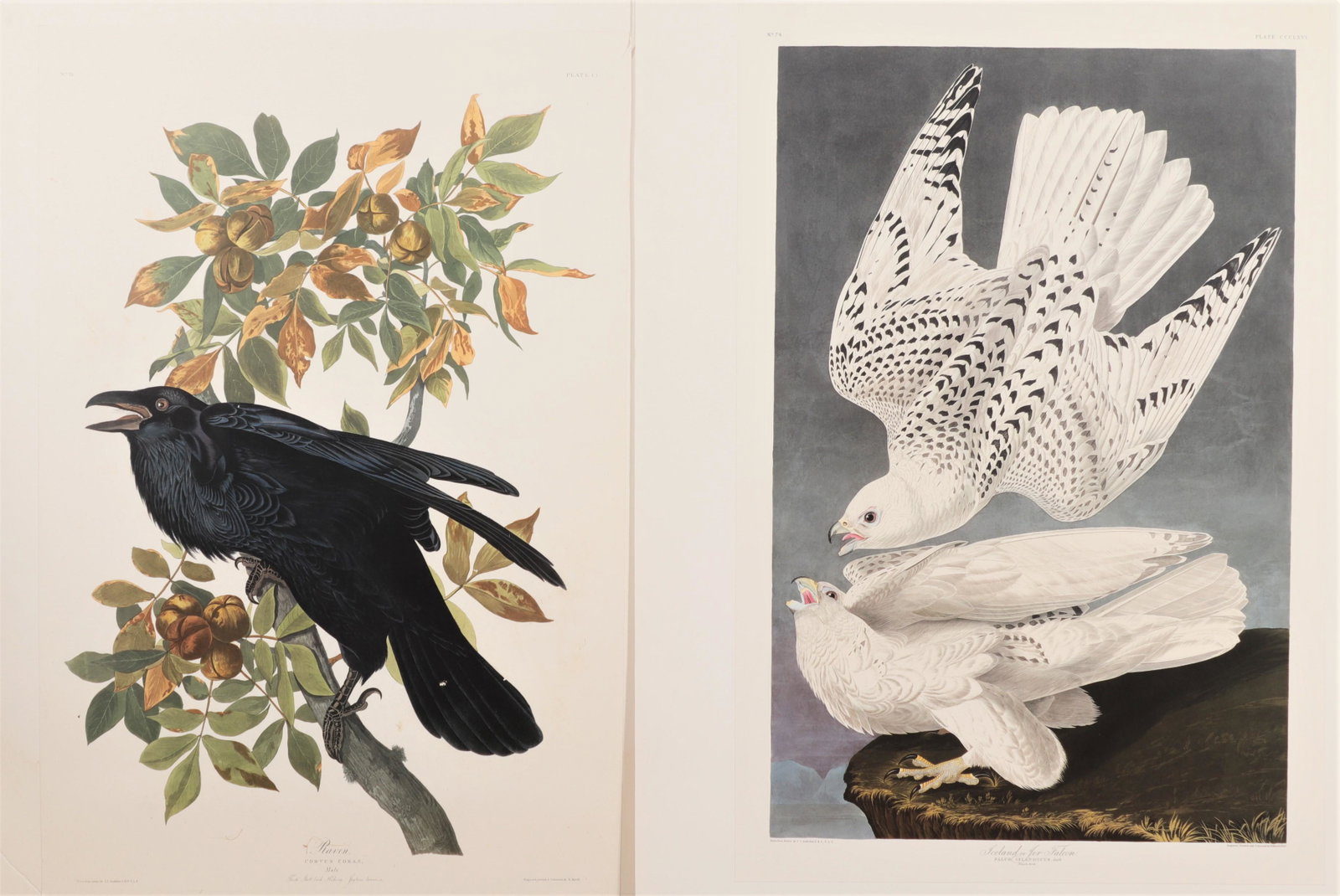 Aftr John James Audubon Birds of America Portfolio: After John James Audubon, 1785-1851, Elephant Portfolio plates of The Birds of America, Abbeville Press Facsimile, New York : Abbeville Press for the National Audubon Society, 1985, includes four port