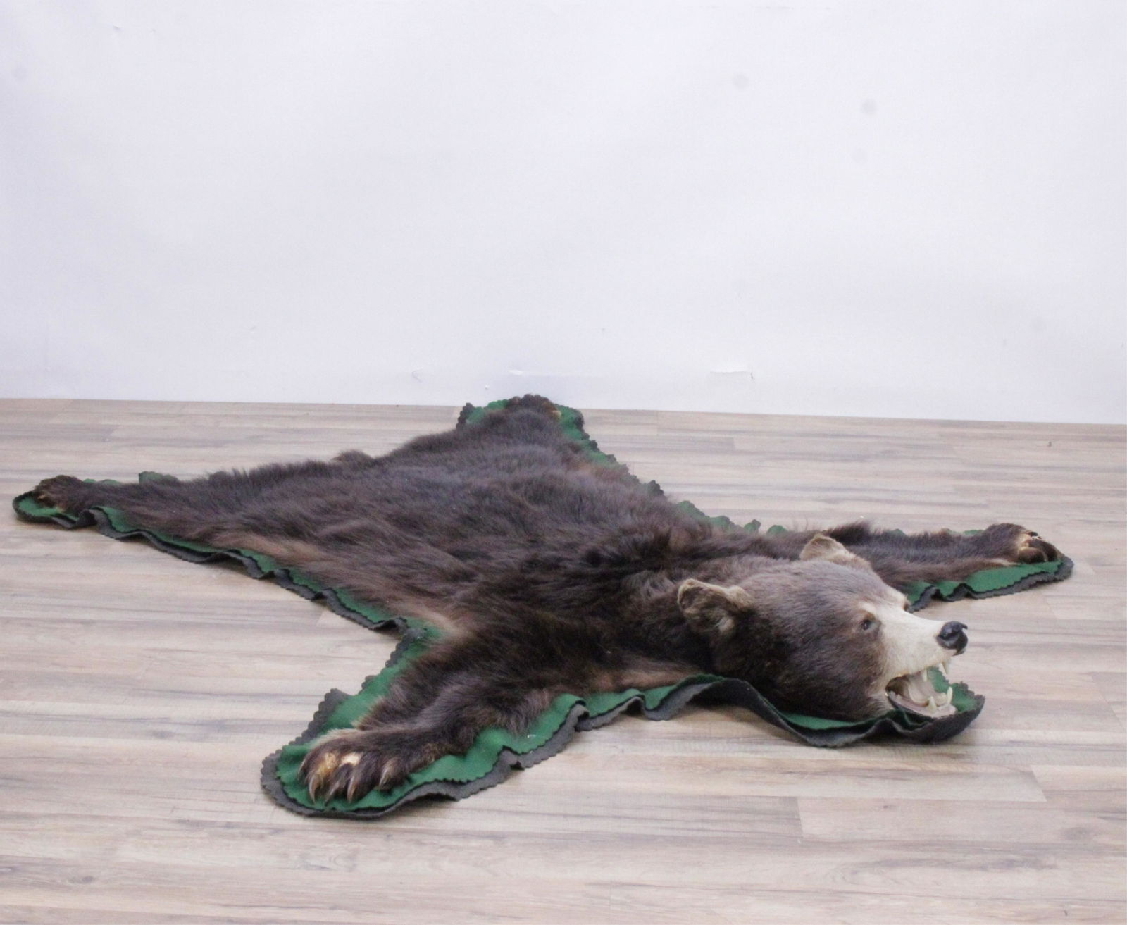 Grizzly Bear Taxidermy Rug - Cinnamon-Brown (1 of 6)