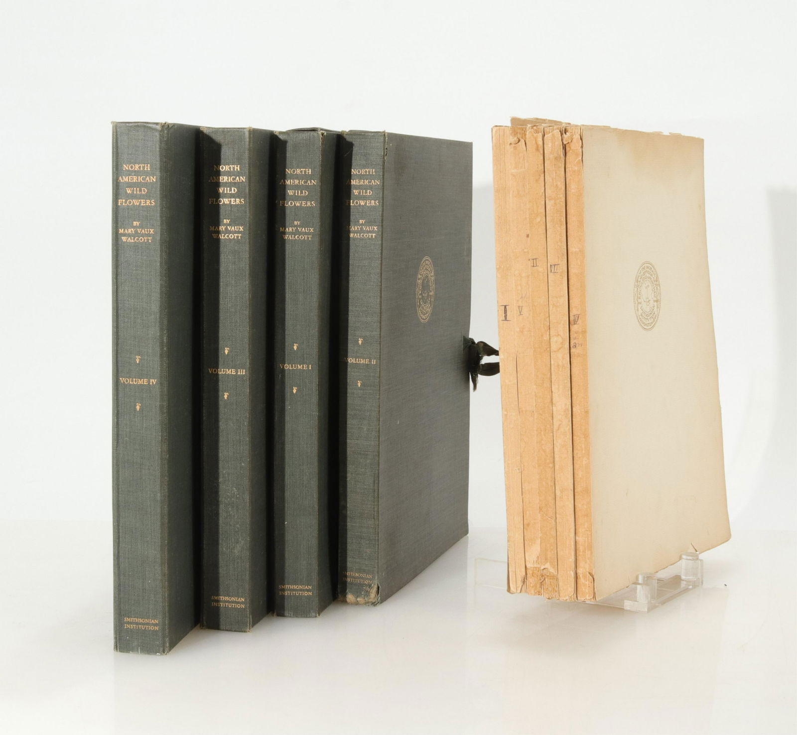 North American Wild Flowers by Mary Vaux Wolcott (1 of 7)