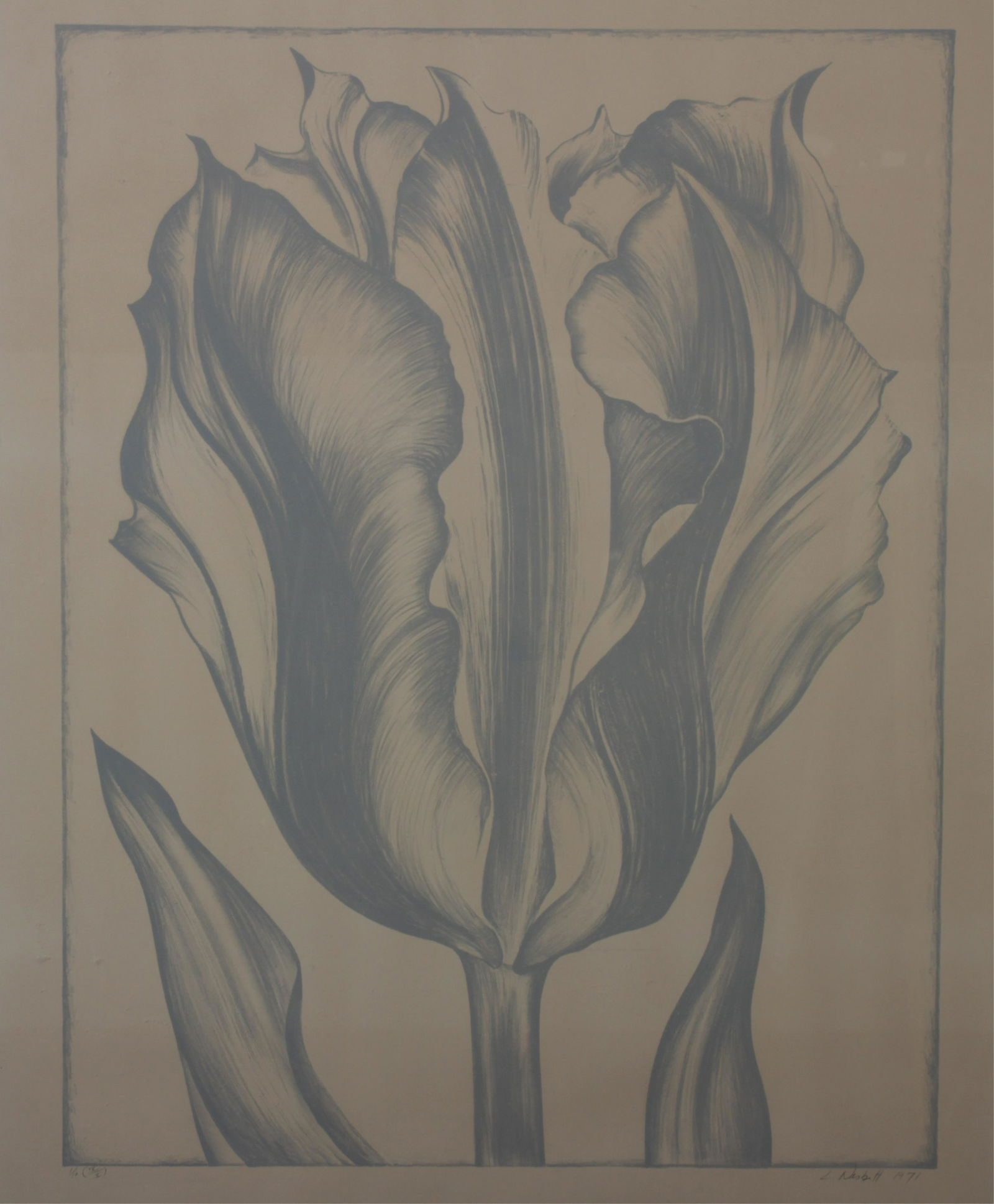 Lowell Nesbitt - Tulip (Grey), c 1971 Print (1 of 4)