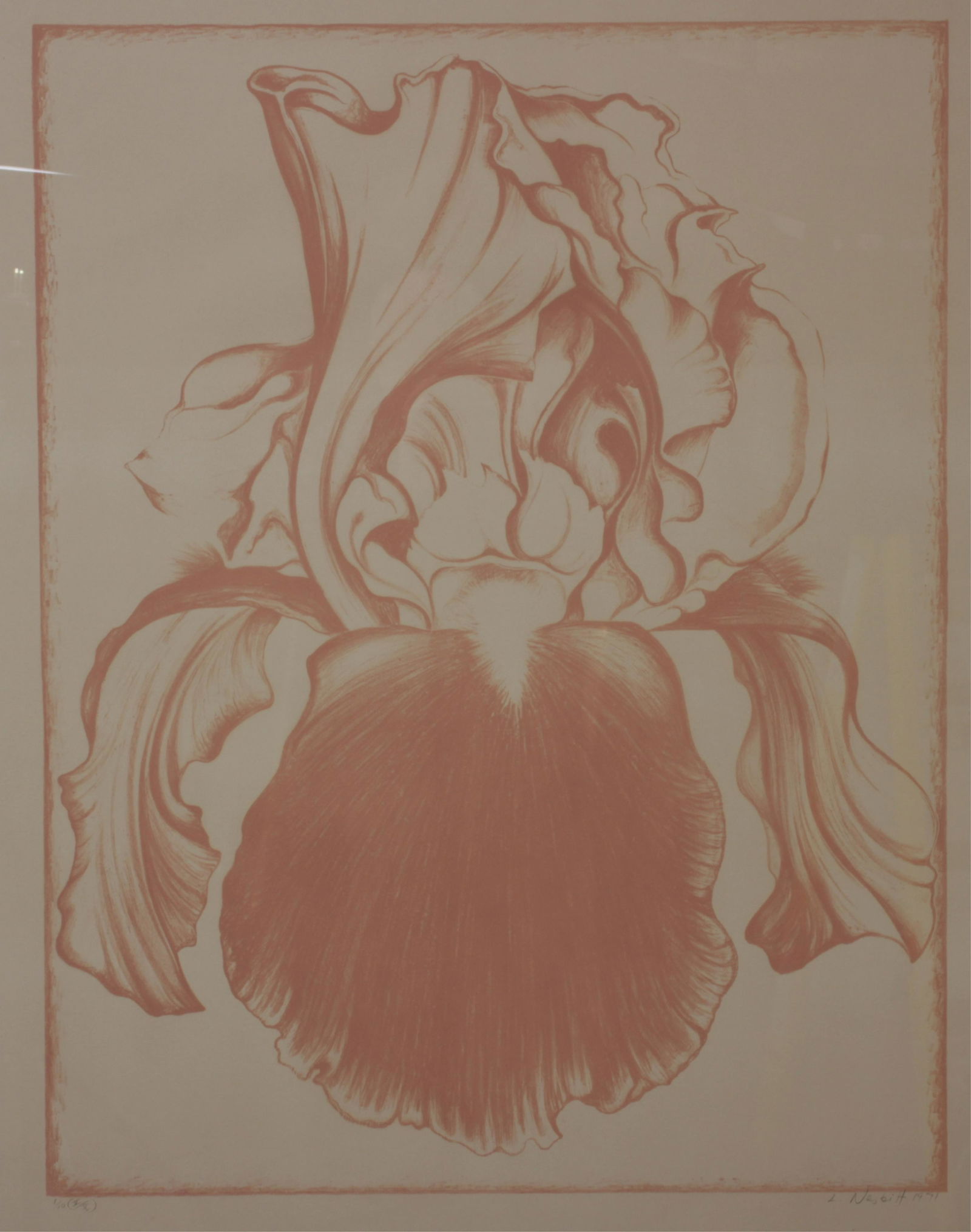 Lowell Nesbitt - Iris (Soft Rose) c 1971 Print (1 of 6)