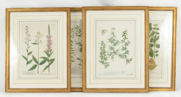 Johann Wilhelm Weinmann - Botanical Engravings: Johann Wilhelm Weinmann (German, 1683 - 1741). Plate numbers 106, 141, 246, and 622. All identically matted and framed. 13.5" x 9" framed 20.75 x 16" Property from the Estate of Esther Amsterdam