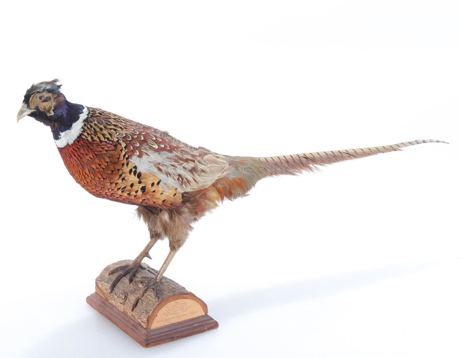 Ringneck Pheasant Full Body Taxidermy (1 of 4)