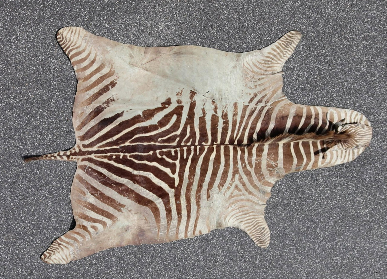 Zebra Hide Rug: Zebra Hide Rug, 104" x 73" W Dimensions: 104" x 73" W