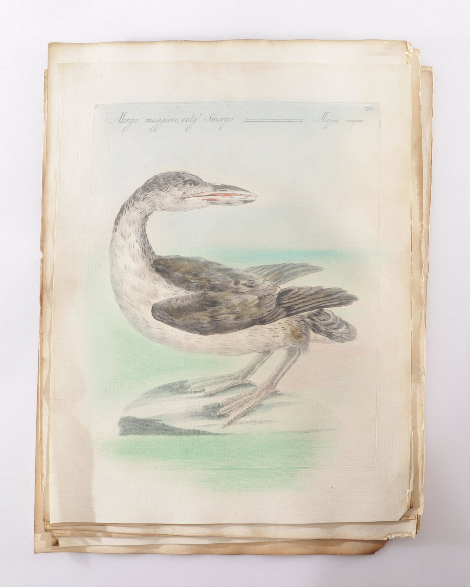 Saverio Manetti - 10 Ornithologia Engravings (1 of 10)