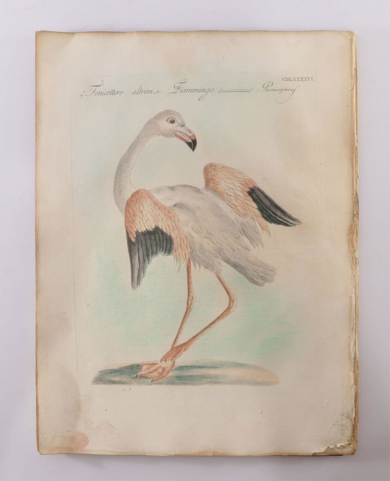 Saverio Manetti - 10 Ornithologia Engravings (1 of 10)
