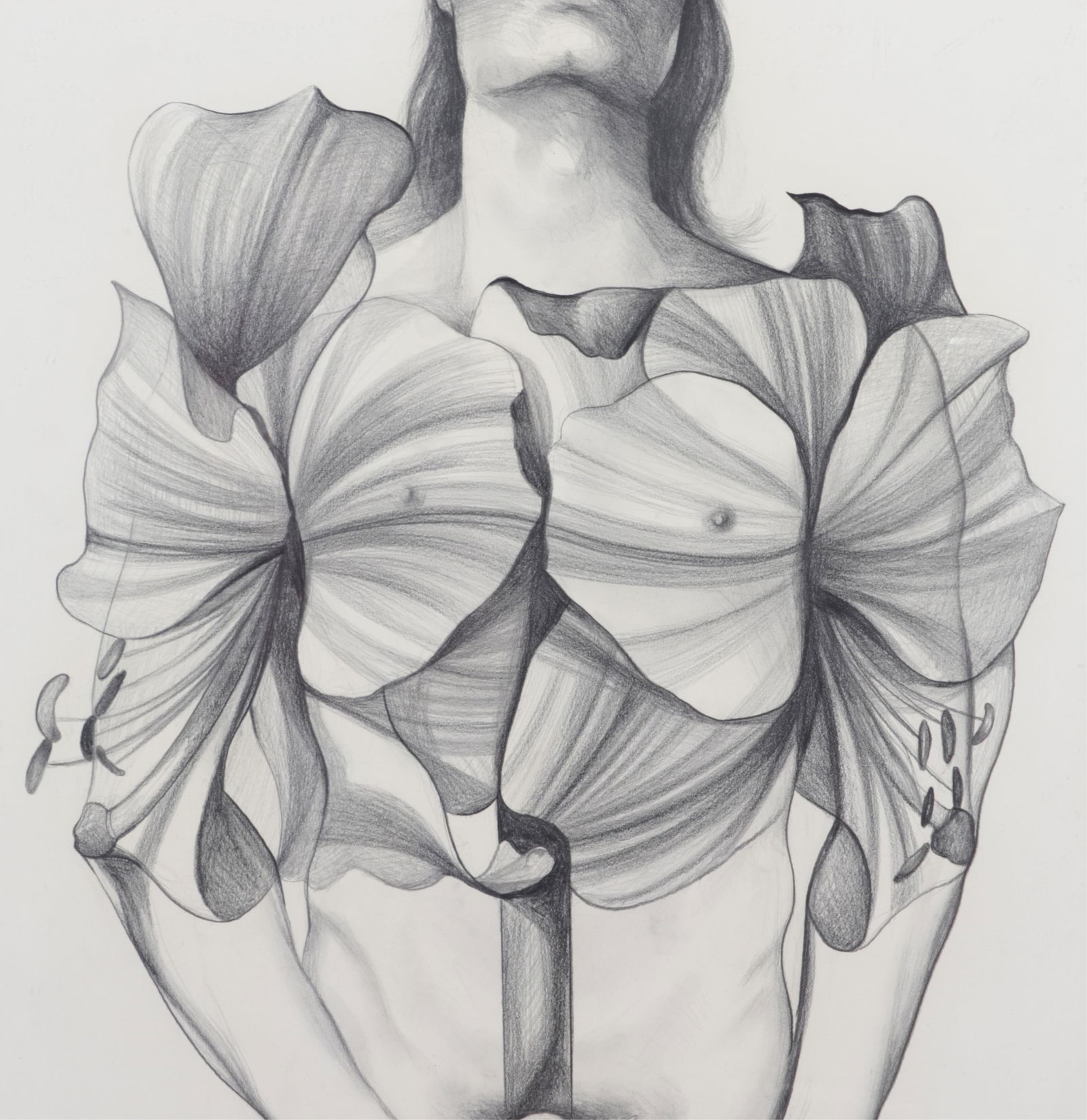 Lowell Nesbitt - Amaryllis: Lowell Nesbitt (American, 1933 - 1993) Amaryllis, graphite and charcoal on paper. Signed lower left, dated 1975-78 lower right.Framed 44 x 30.5"From the Estate of Lowell Nesbitt