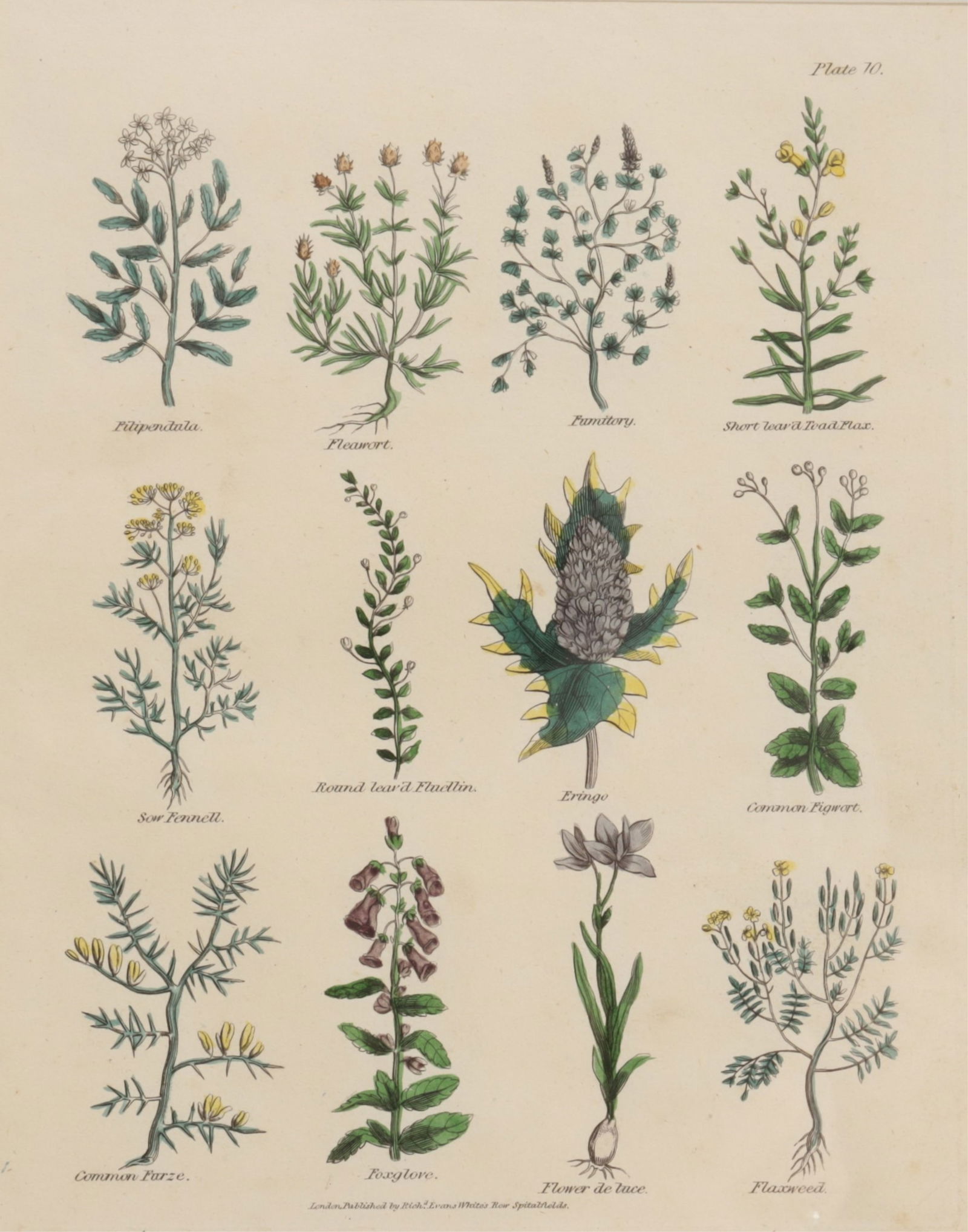 19th C. Botanicals - 8 Culpepper Herbal (1 of 8)