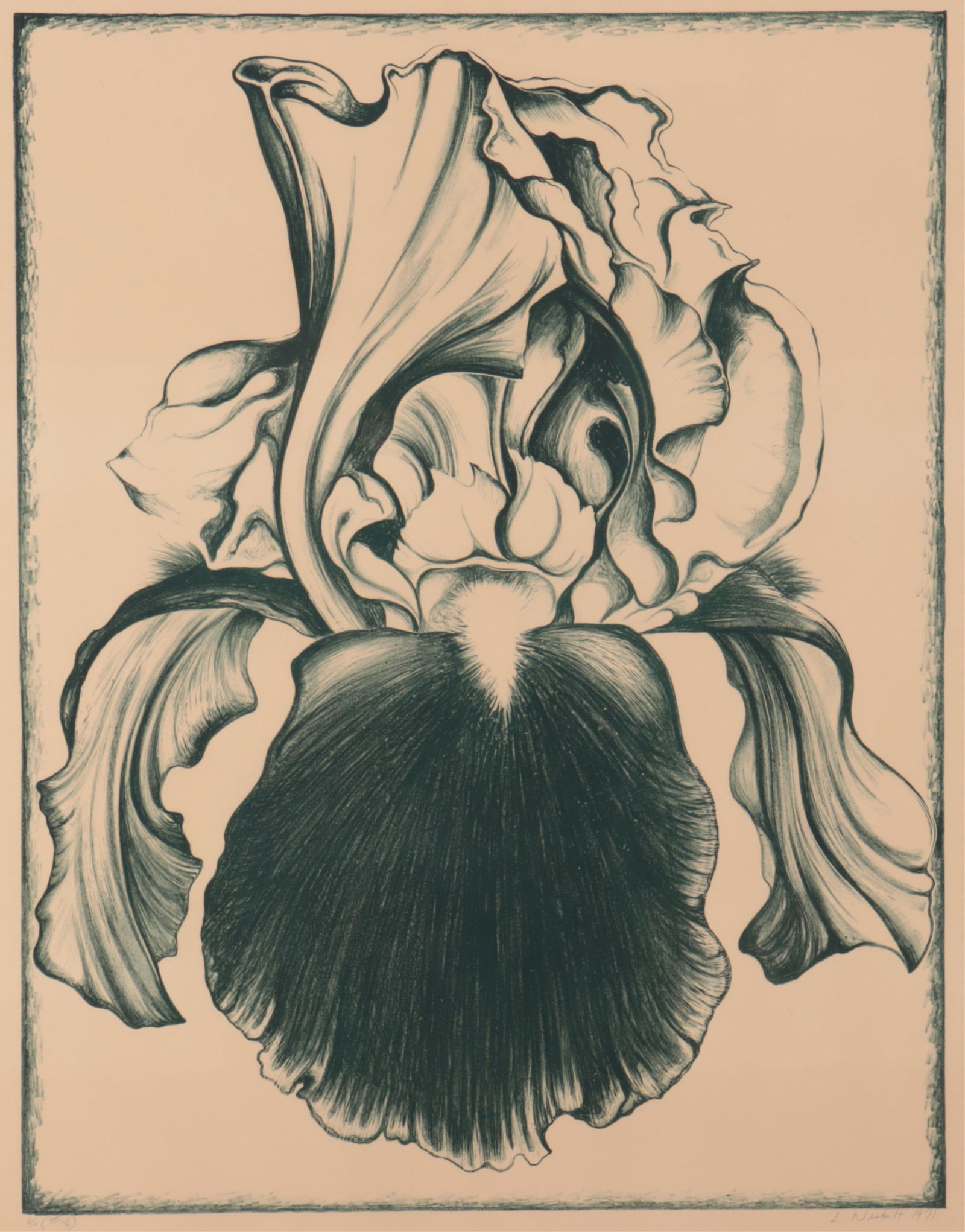 Nesbitt - Bearded Iris (1 of 7)