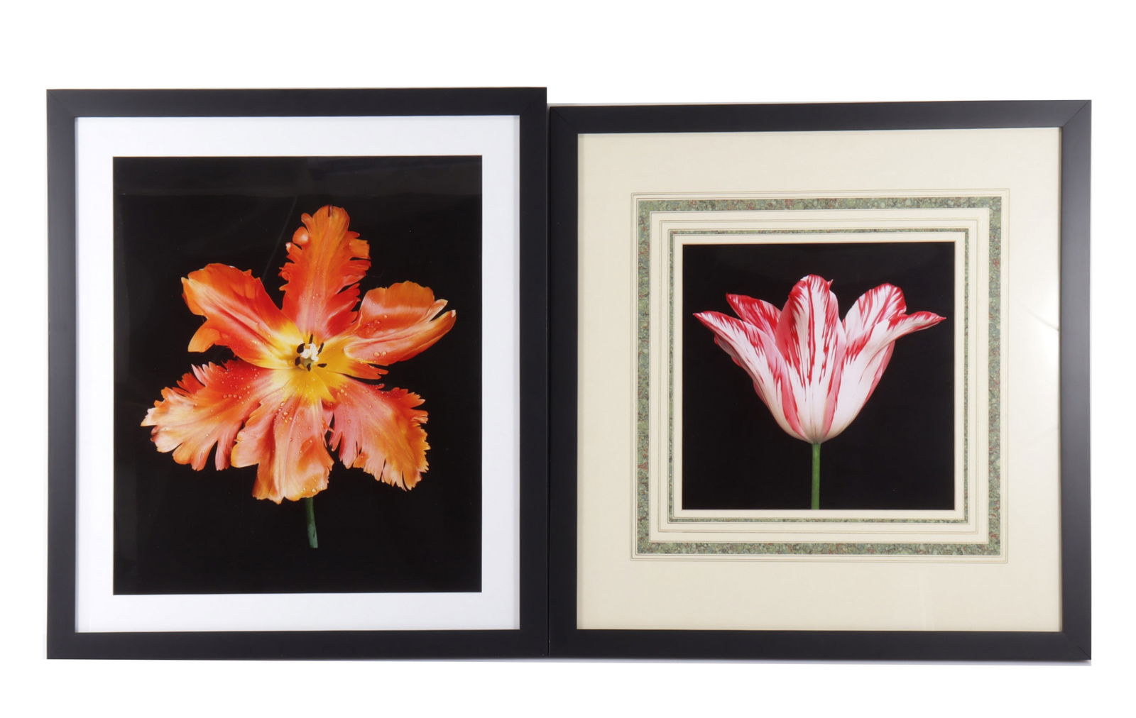 Peter Arnold - Two Tulips - Photograph (1 of 5)