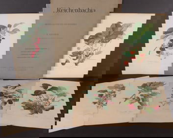 Group of 19th C Botanical Engravings