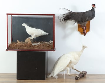 Taxidermy Bird Mounts; Ptarmigan, Peahen, Pheasant