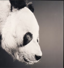 Alexander von Reiswitz - Bao-Bao