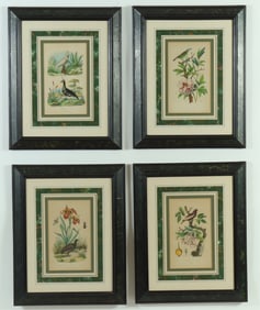 French Colored Botanical Studies