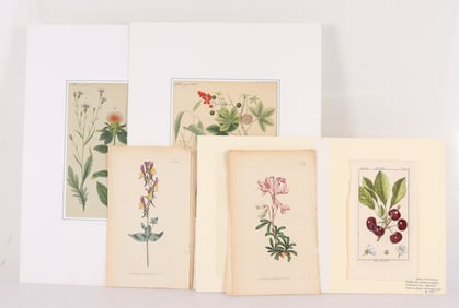 18th-20th C. Botanicals Engravings, Ink on paper