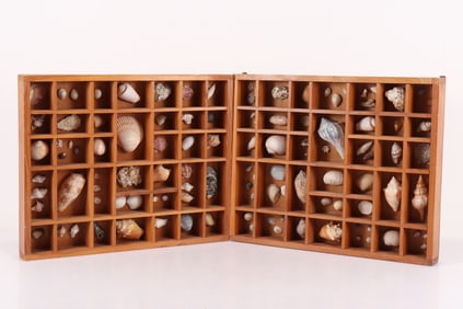 Two Seashell Collection Shadowboxes