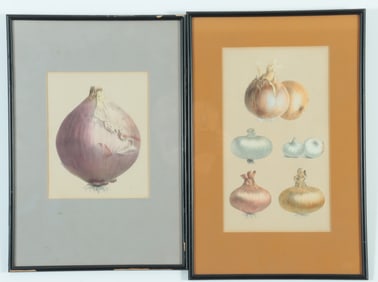 French School - Onion Studies, 19th C