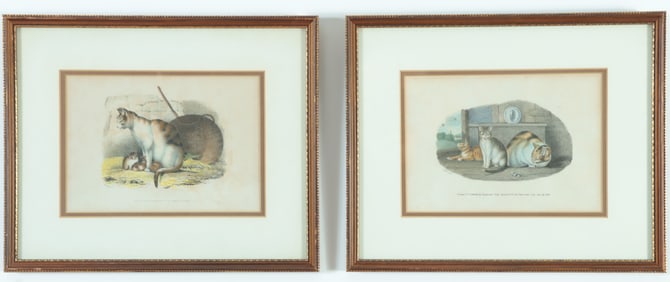 British School - Two Cat Lithos, 19th C