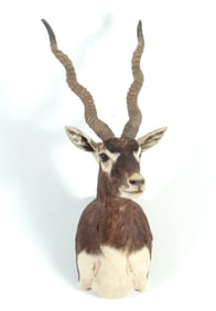 Blackbuck Antelope Taxidermy Mount